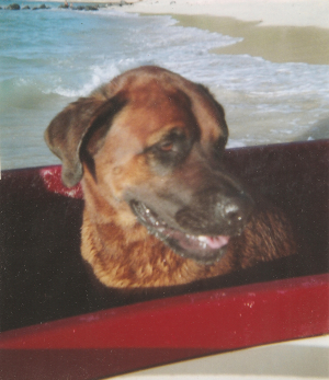 Malama Chun's dog in canoe